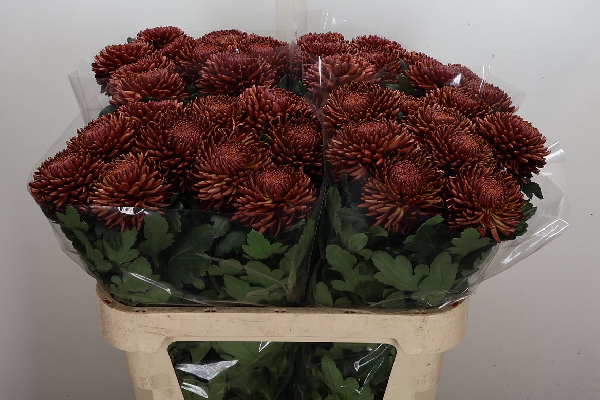Chrysanth Single Bigoudi Copper 75cm 95gr.