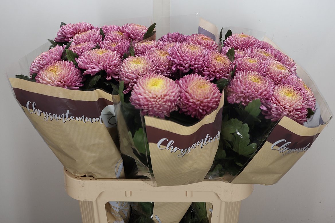 Chrysanth Single Bigoudi Pink 80cm 115gr.