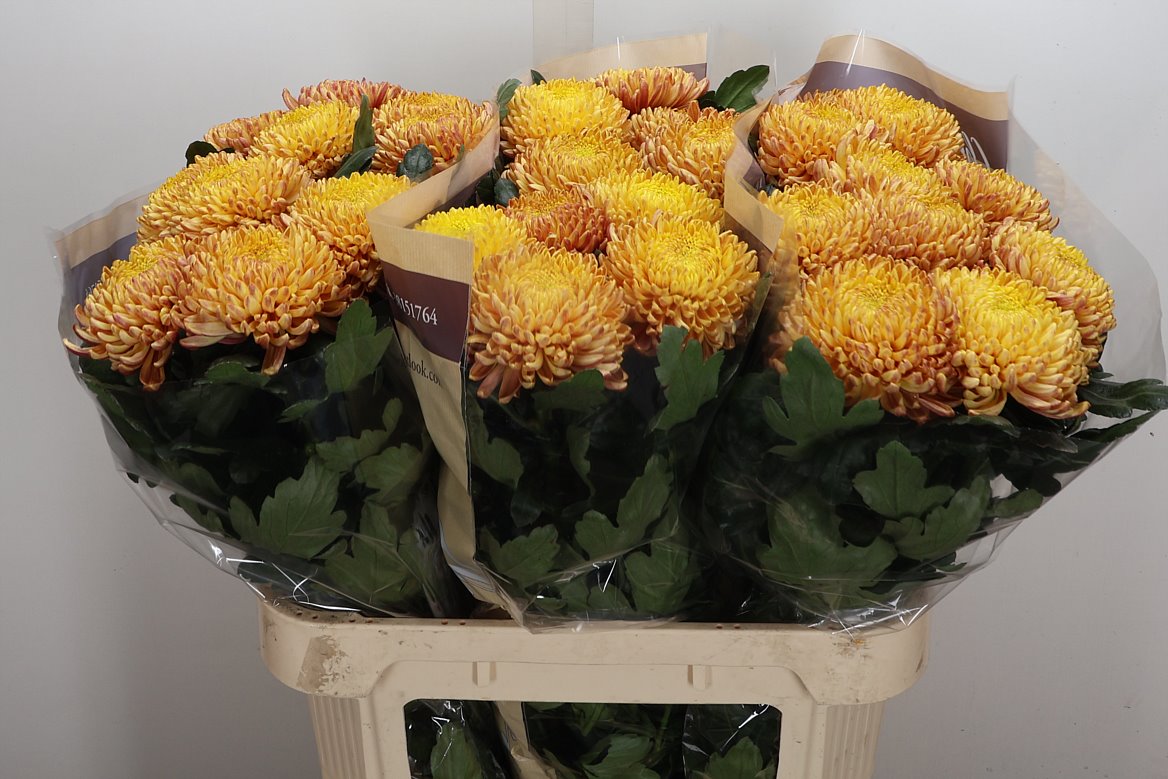 Chrysanth Single Bigoudi Bronze 80cm 115gr.