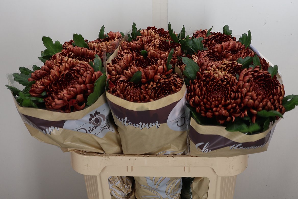 Chrysanth Single Ankara Red 75cm 115gr.