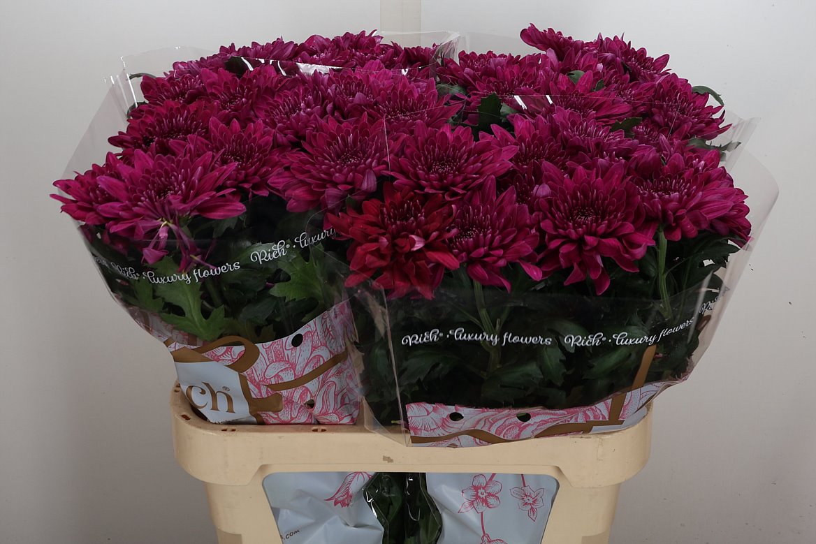 Chrysanth Single Lotso 80cm 110gr.