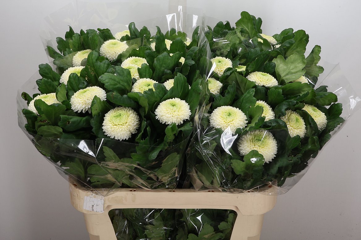 Chrysanth Single Ping Pong 80cm 80gr.
