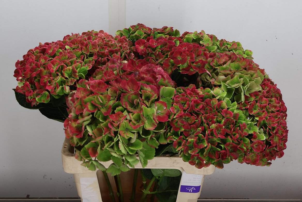 Hydrangea Coral Classic 60cm 15-17cm Hd