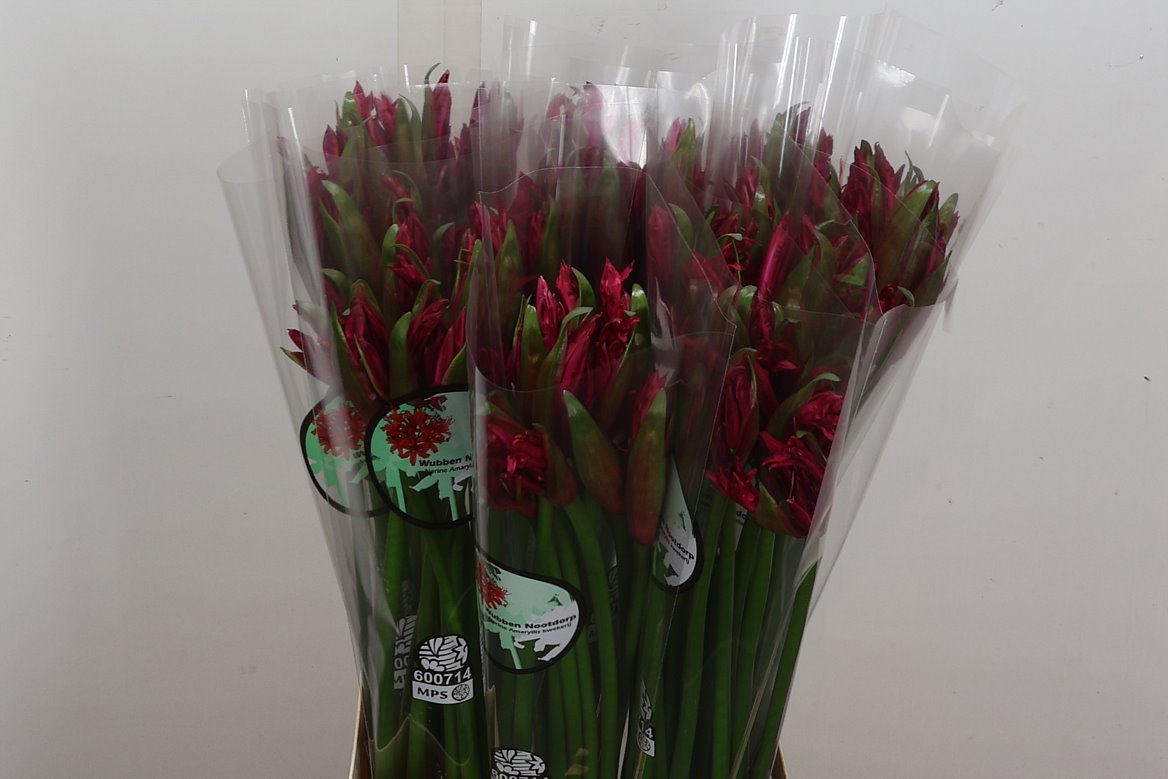 Nerine Mr John 70cm