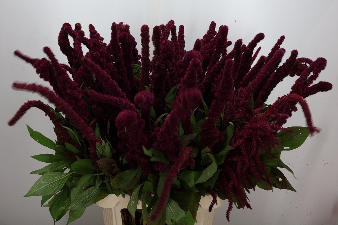 Amaranthus Cruentus Qis Red Tower 100cm