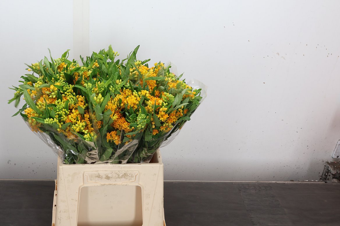 Asclepias Tuberosa Hello Yellow 40cm