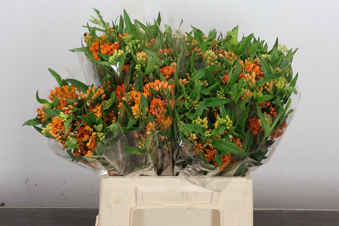 Asclepias Tuberosa 40cm