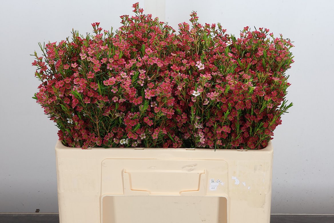 Chamelaucium My Sweet Sixteen 50cm 20gr.