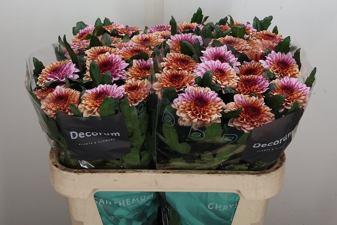 Chrysant Single 70cm 85gram