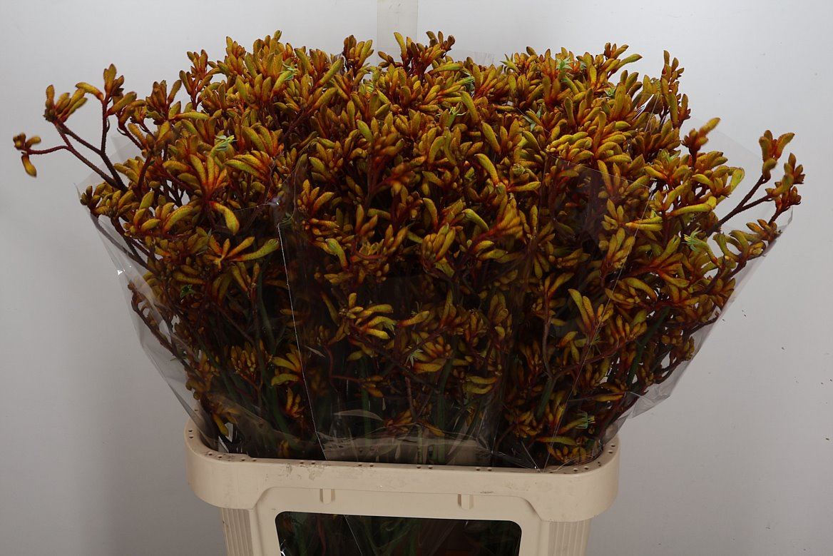Anigozanthos Gold Fever 80cm