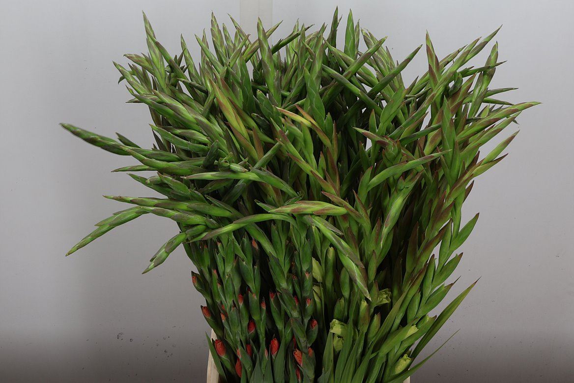 Gladiolus Mixed 100cm 160gr.