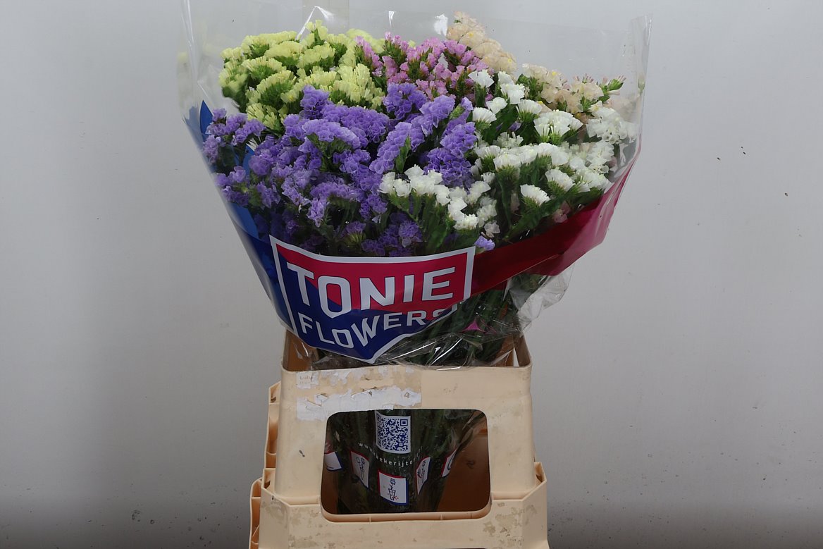 Limonium Sinuatum Mix 65cm 35gr.
