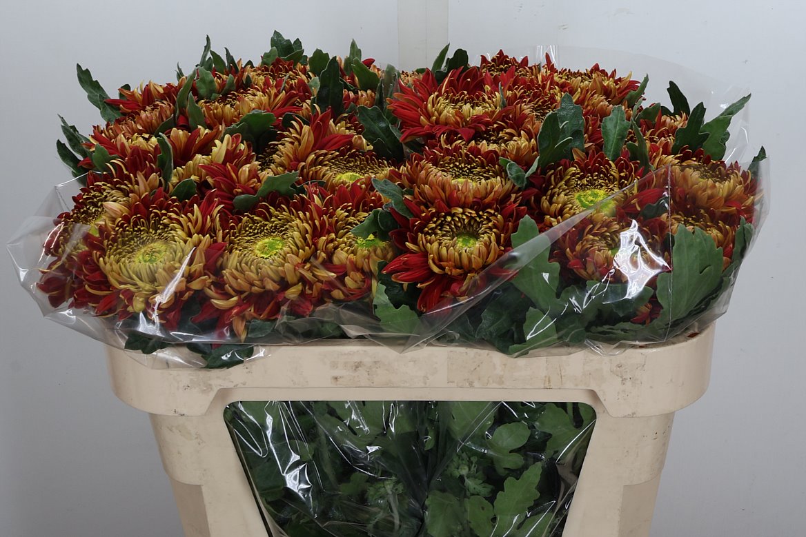 Chrysanth Single Hanenburg 65cm 90gr.