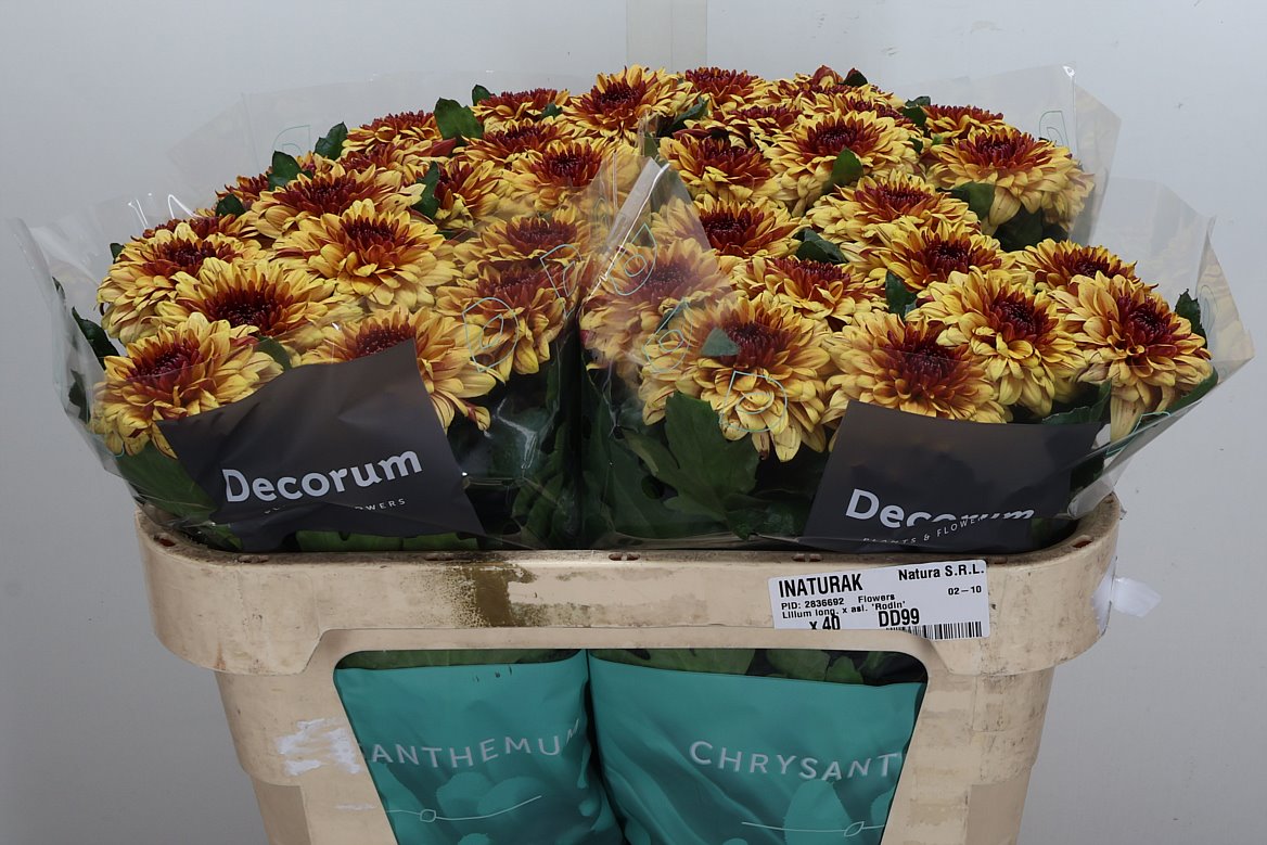Chrysanth Single Pip Sunny 70cm 90gr.