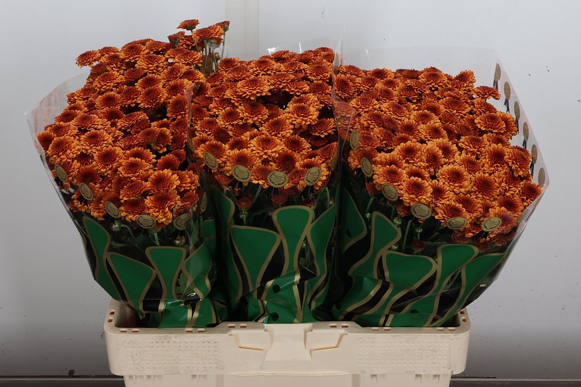 Chrysanth Santini Edvaldo 55cm 40gr.