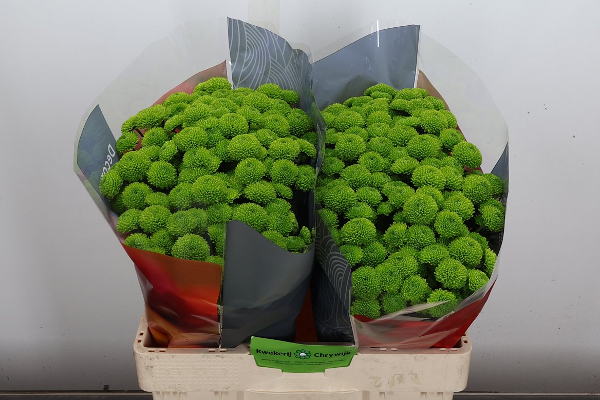 Chrysanth Santini Peptalk 55cm 52gr.