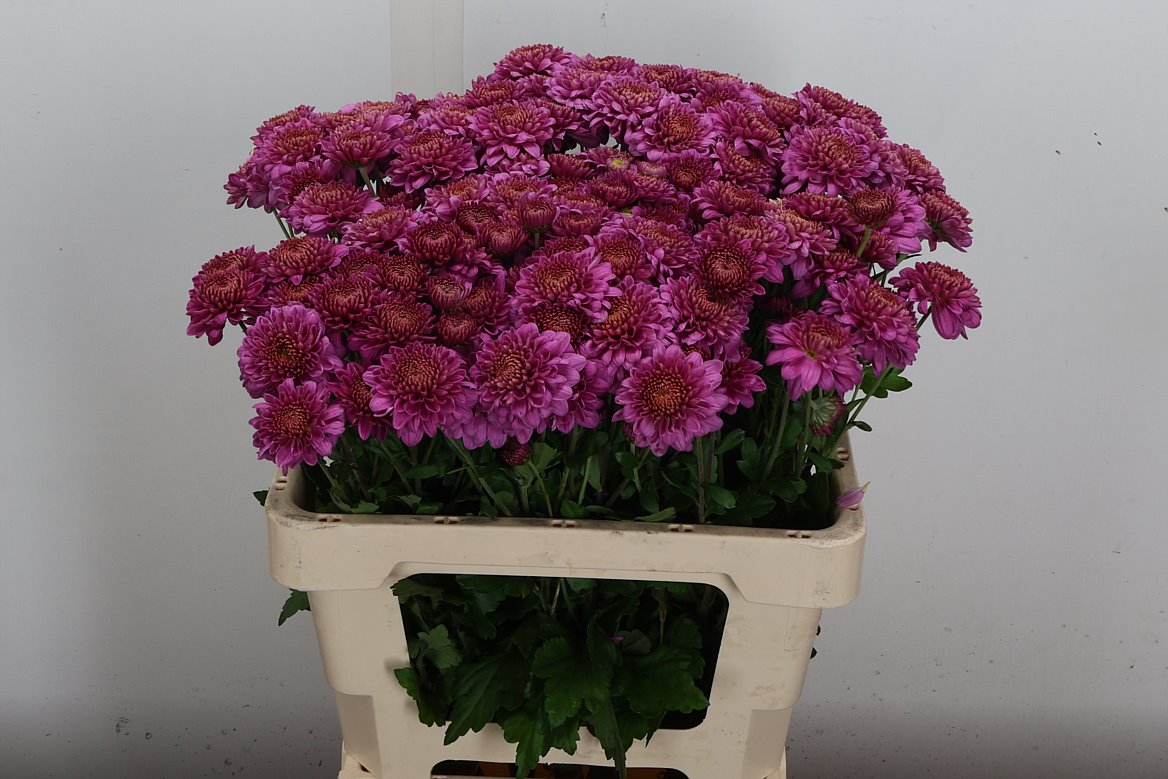 Chrysanth Spray Blenda Purper 60cm 50gr.