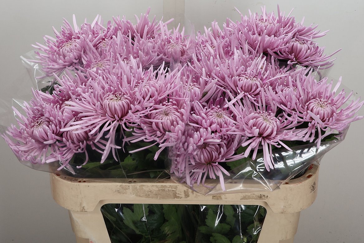 Chrysanth Single Cipria 70cm 80gr.
