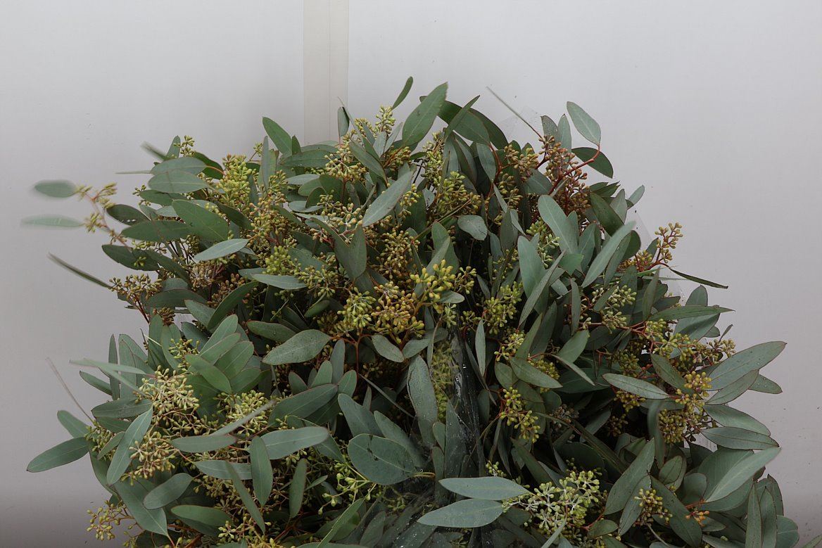 Eucalyptus Populus Berry Per Bunch 50cm 150gr.