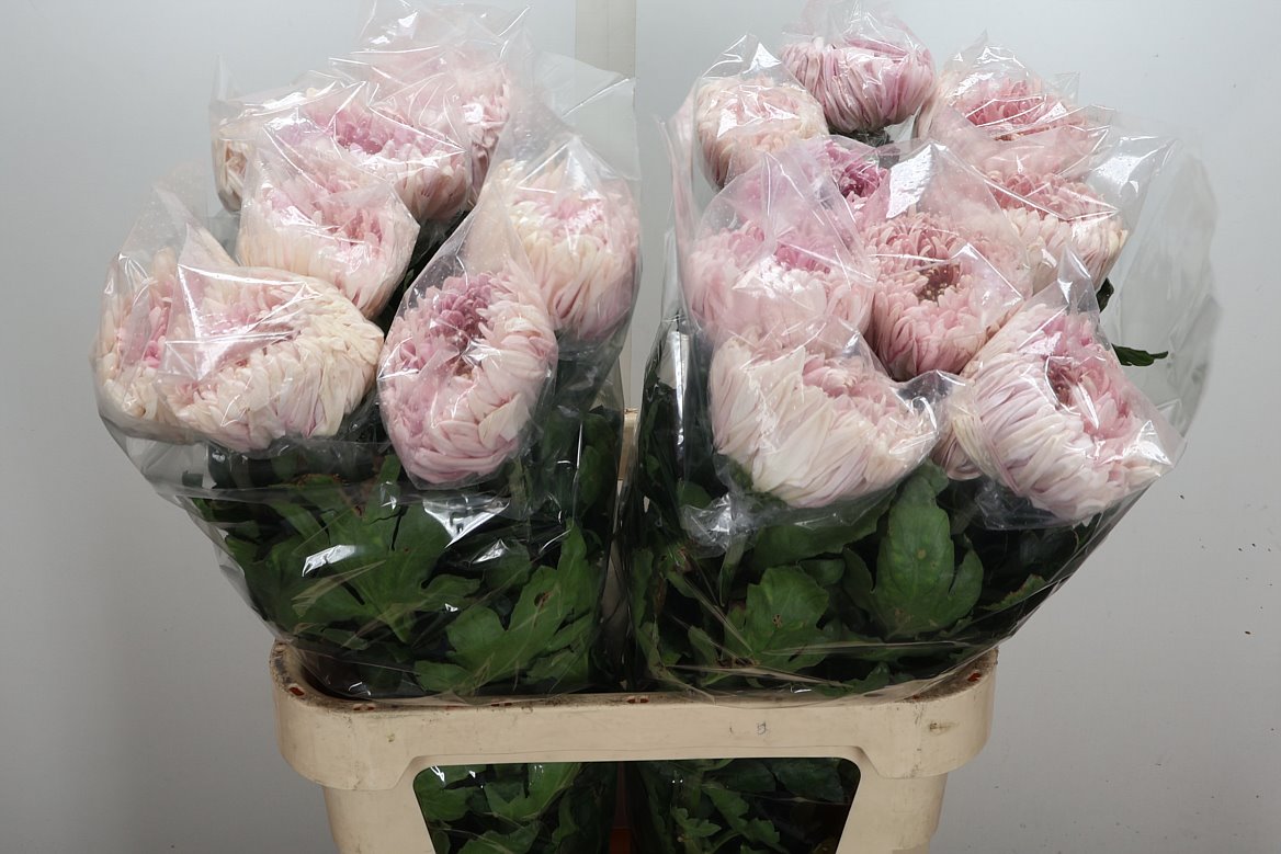Chrysanth Single Holiday 85cm 150gr.