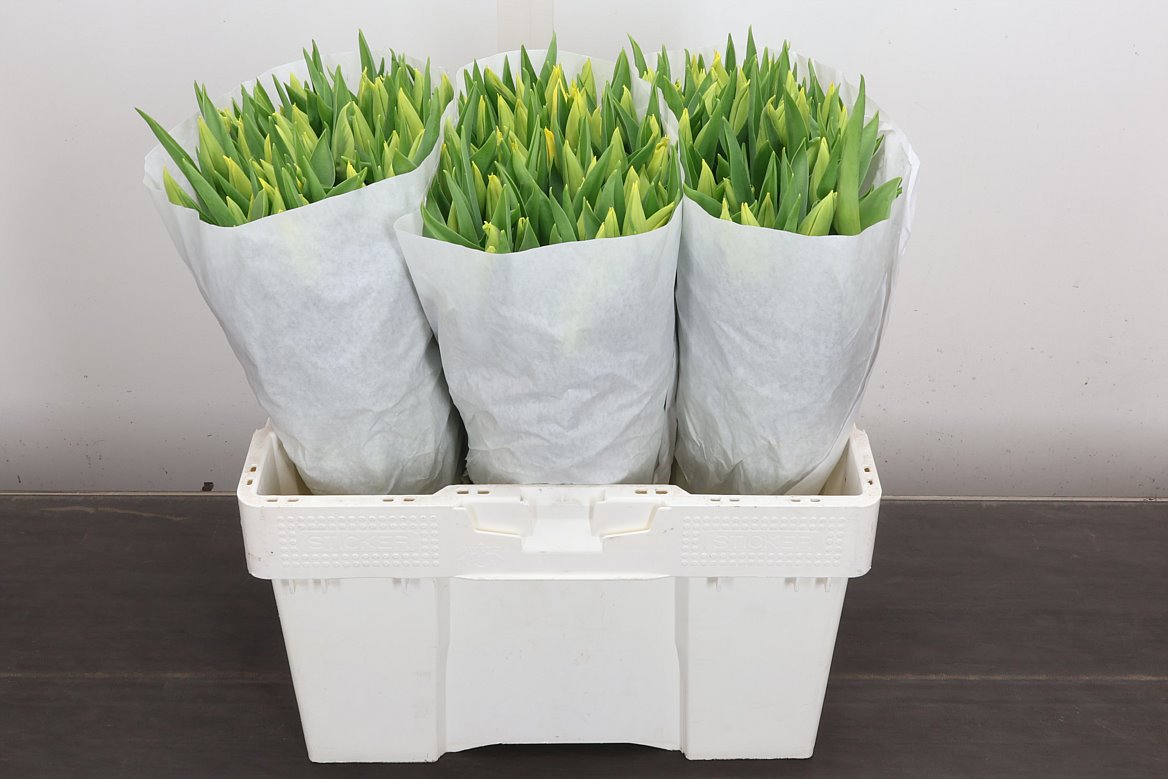 Tulip Single Strong Gold 40cm 30gr.