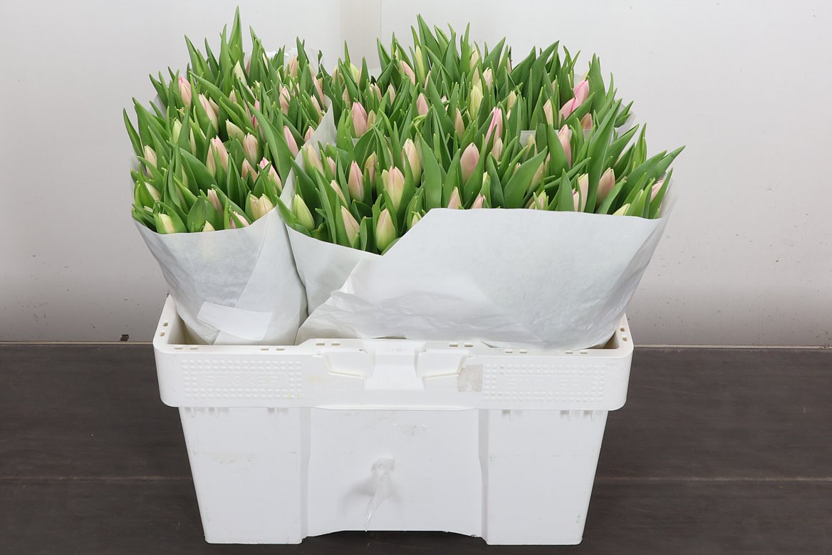Tulip Single Dynasty 35cm 30gr.