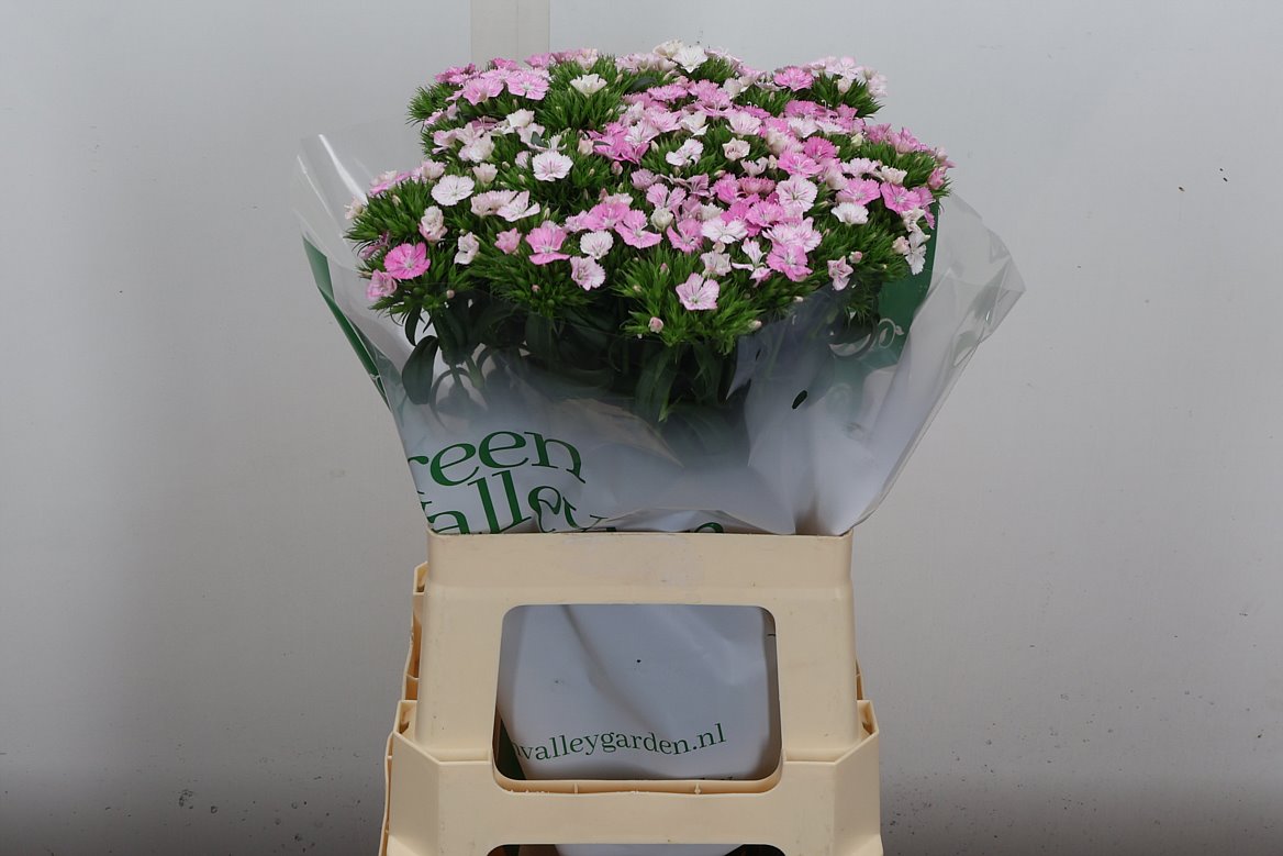 Dianthus Barb Rose Magic 60cm