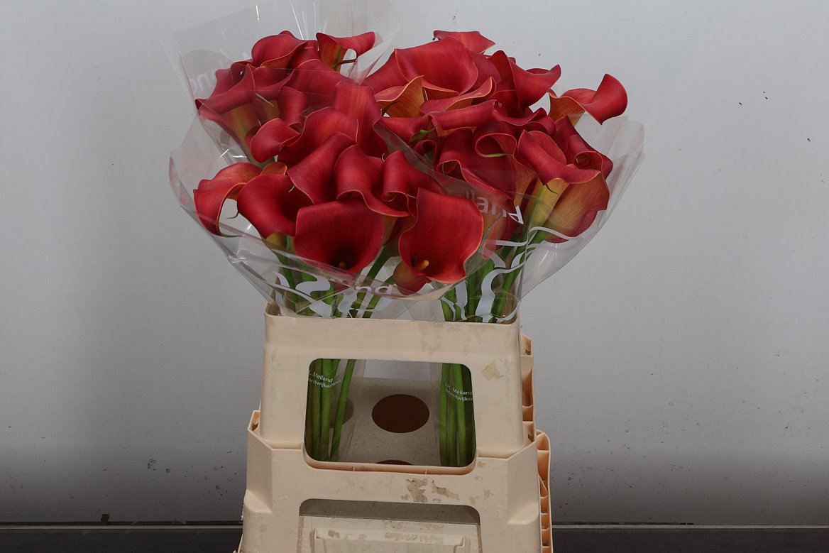 Zantedeschia Captain Bermuda 60cm
