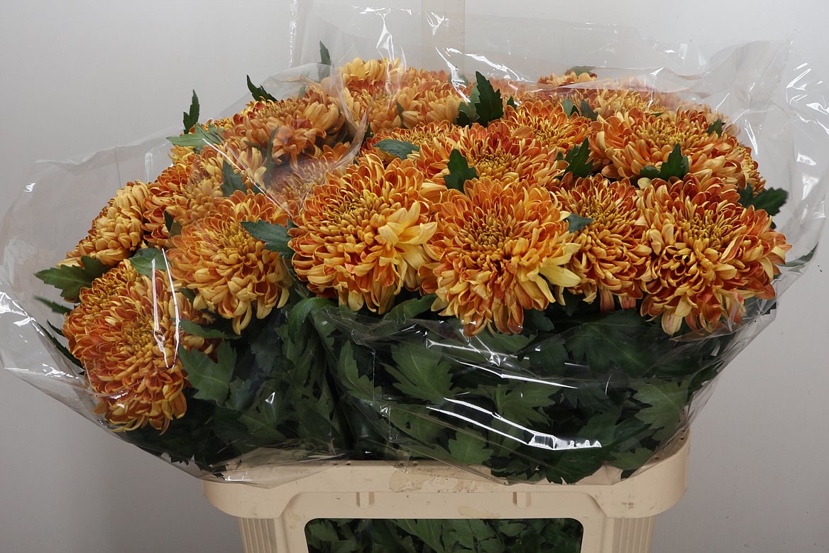 Chrysanth Single Bislet 80cm 100gr.