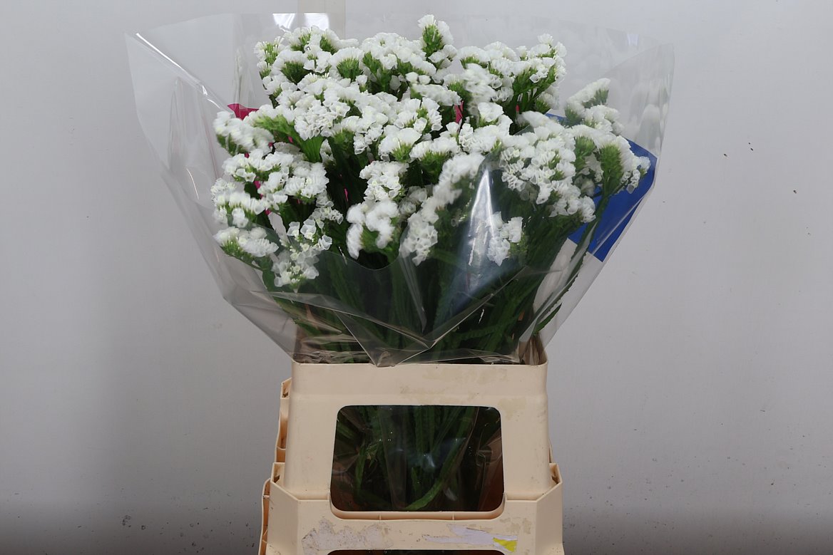 Limonium Sinuatum White Starlight Wings 65cm 35gr.