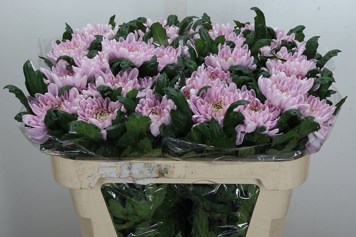 Chrysanth Single Rossano 70cm 90gr.