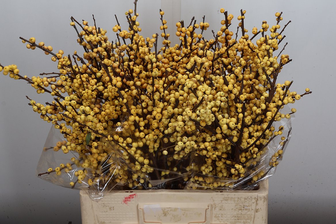 Ilex Verticillata Magical Citronella 60cm