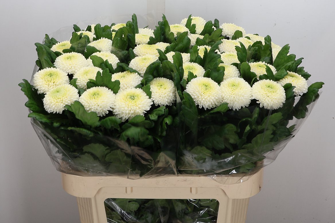 Chrysanth Single Ping Pong 75cm 70gr.
