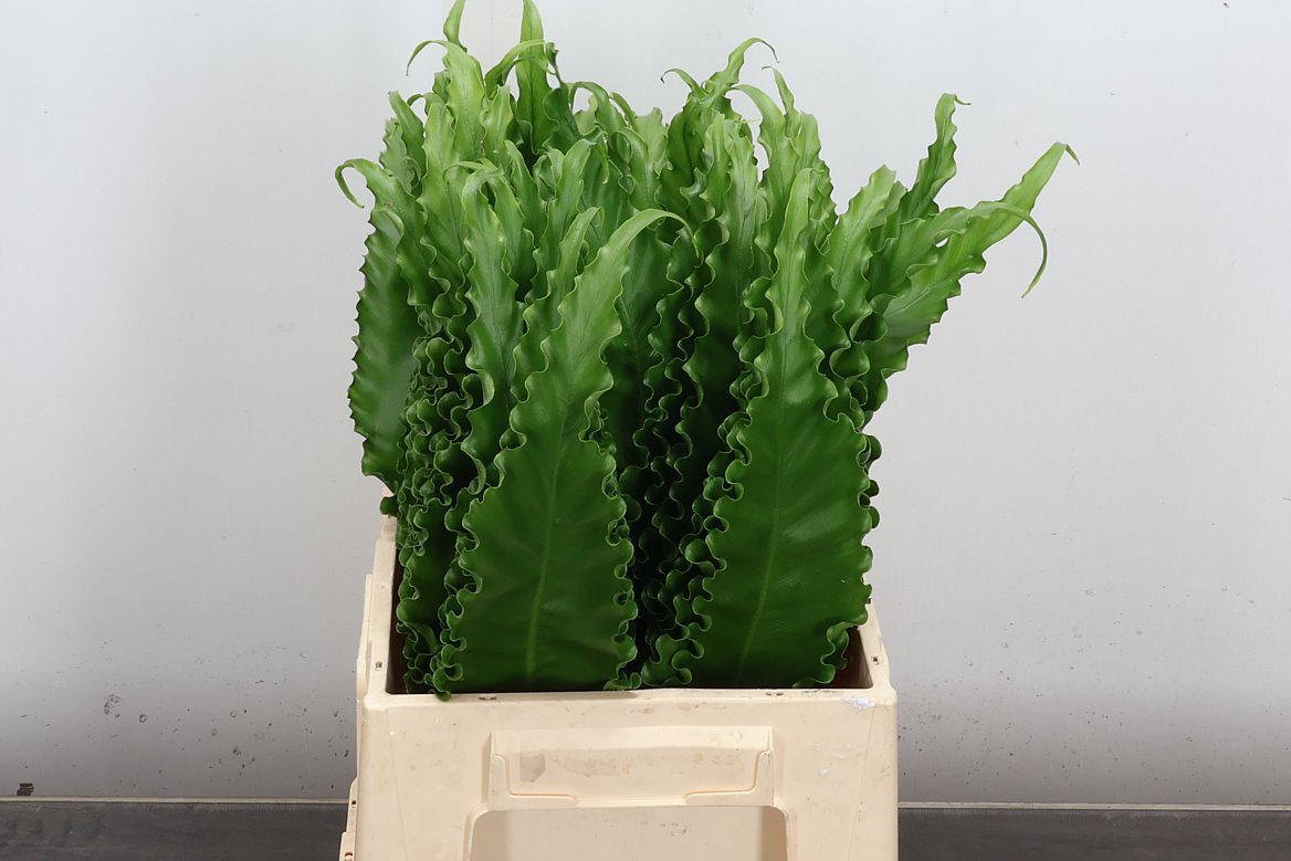 Asplenium Nidus Multilobum 50cm