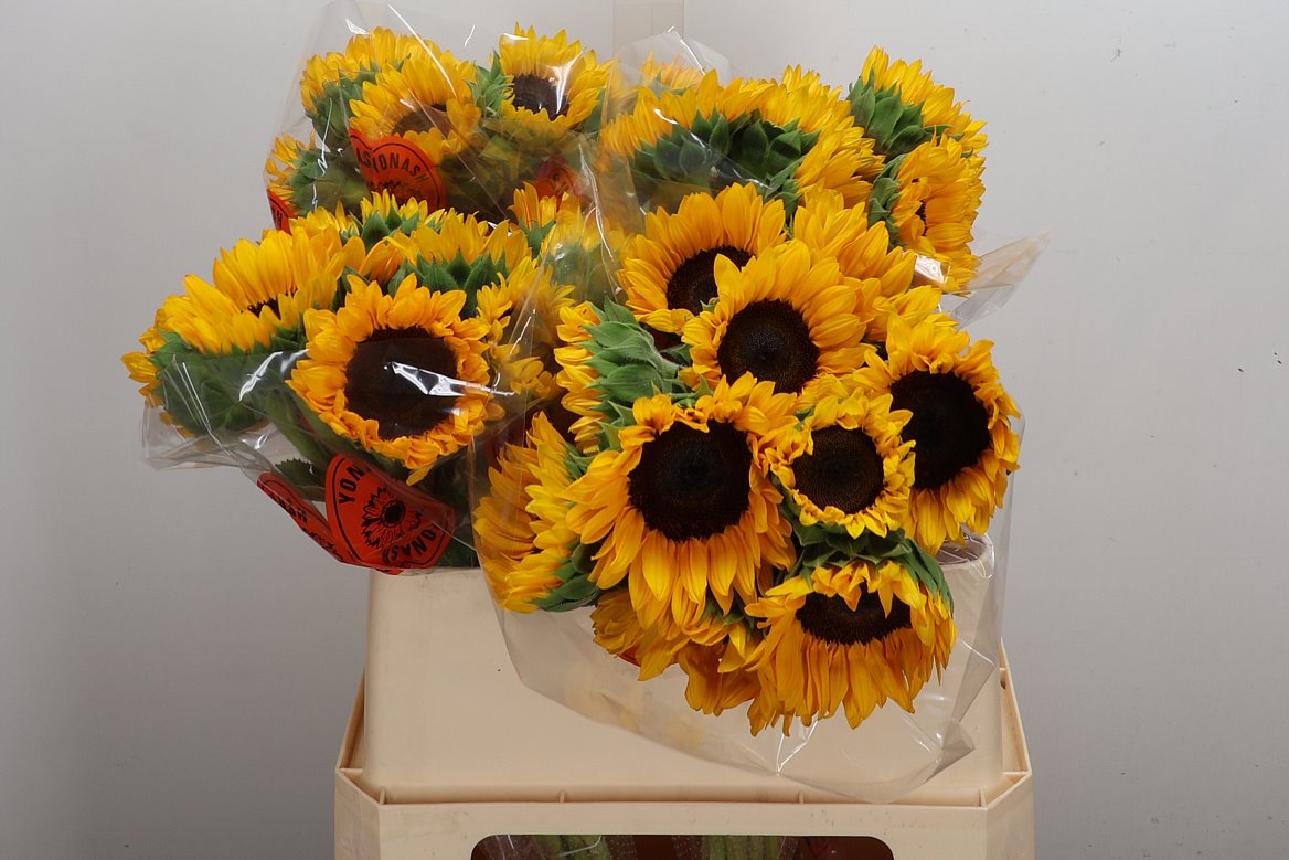 Helianthus Orange Fire 75cm