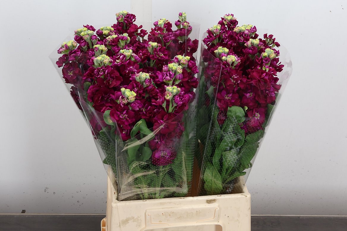 Matthiola Incana Impala Red 50cm