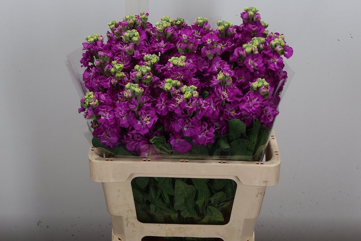 Matthiola StoX Deep Rose 60cm