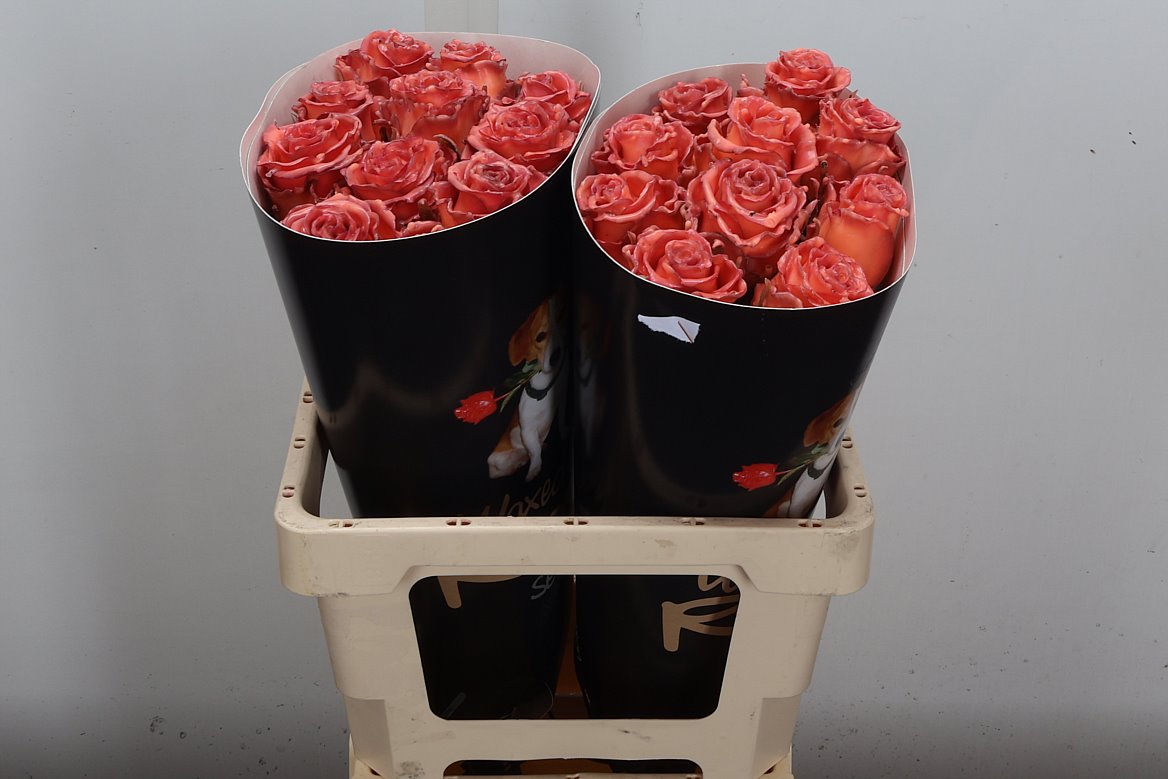 Rosa Waxed 60cm