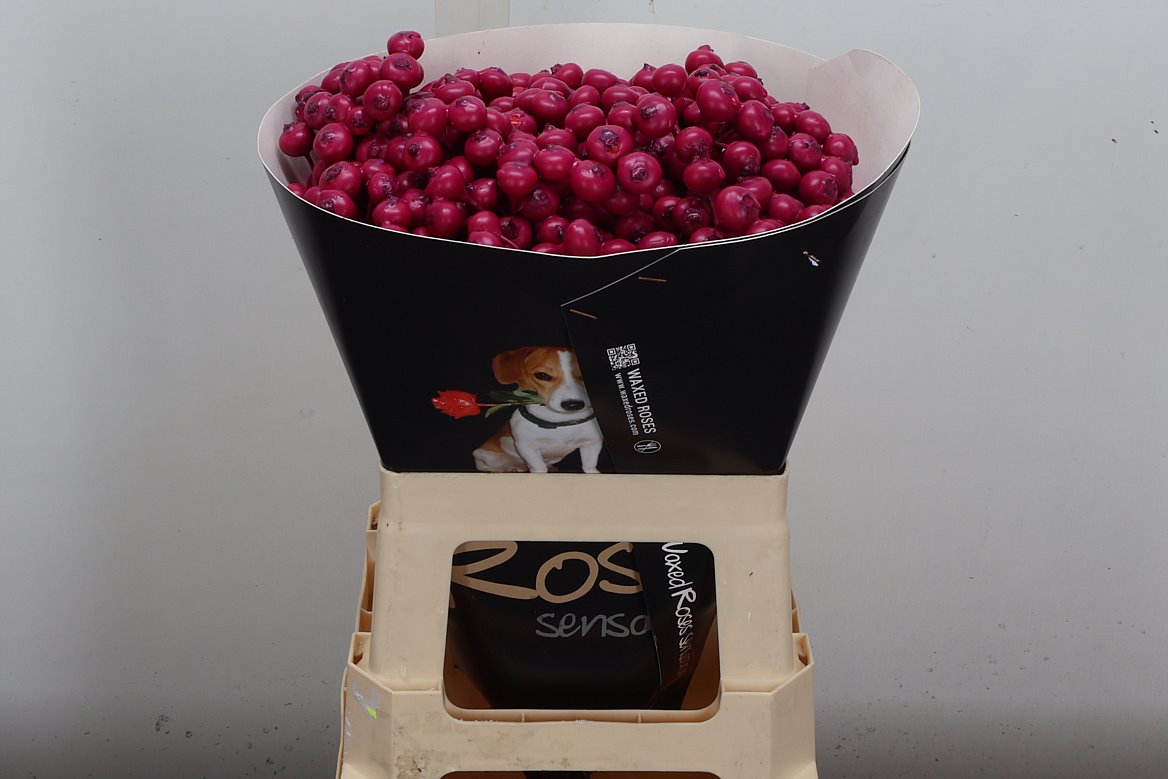 Ov Colrbehandeld 60cm