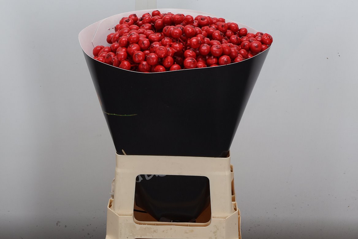 Ov Colrbehandeld 60cm