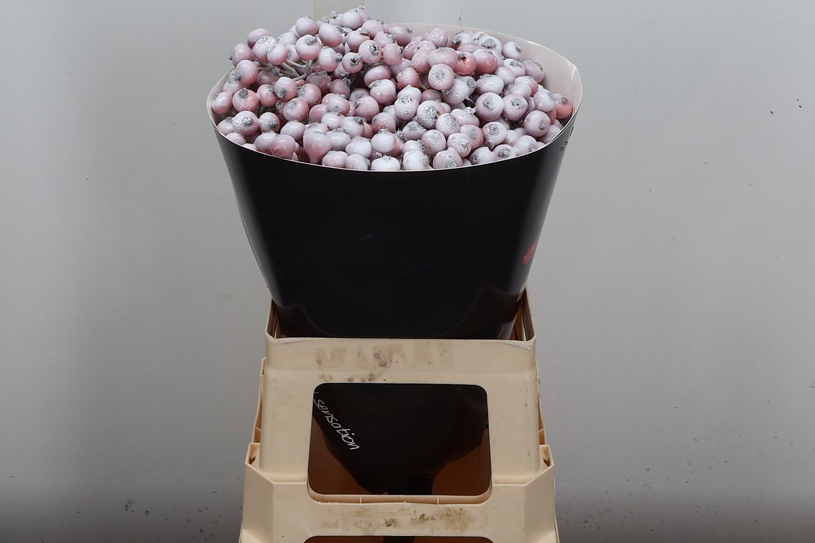 Ov Colrbehandeld 60cm