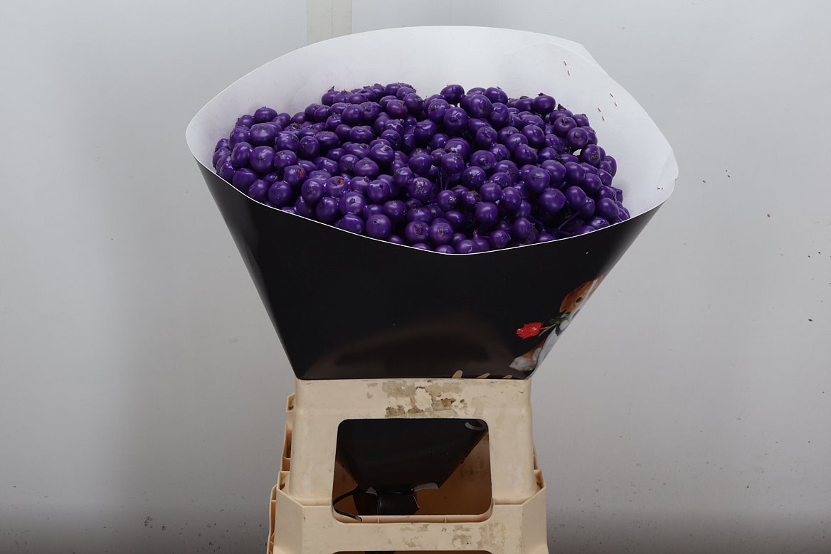 Ov Colrbehandeld 60cm
