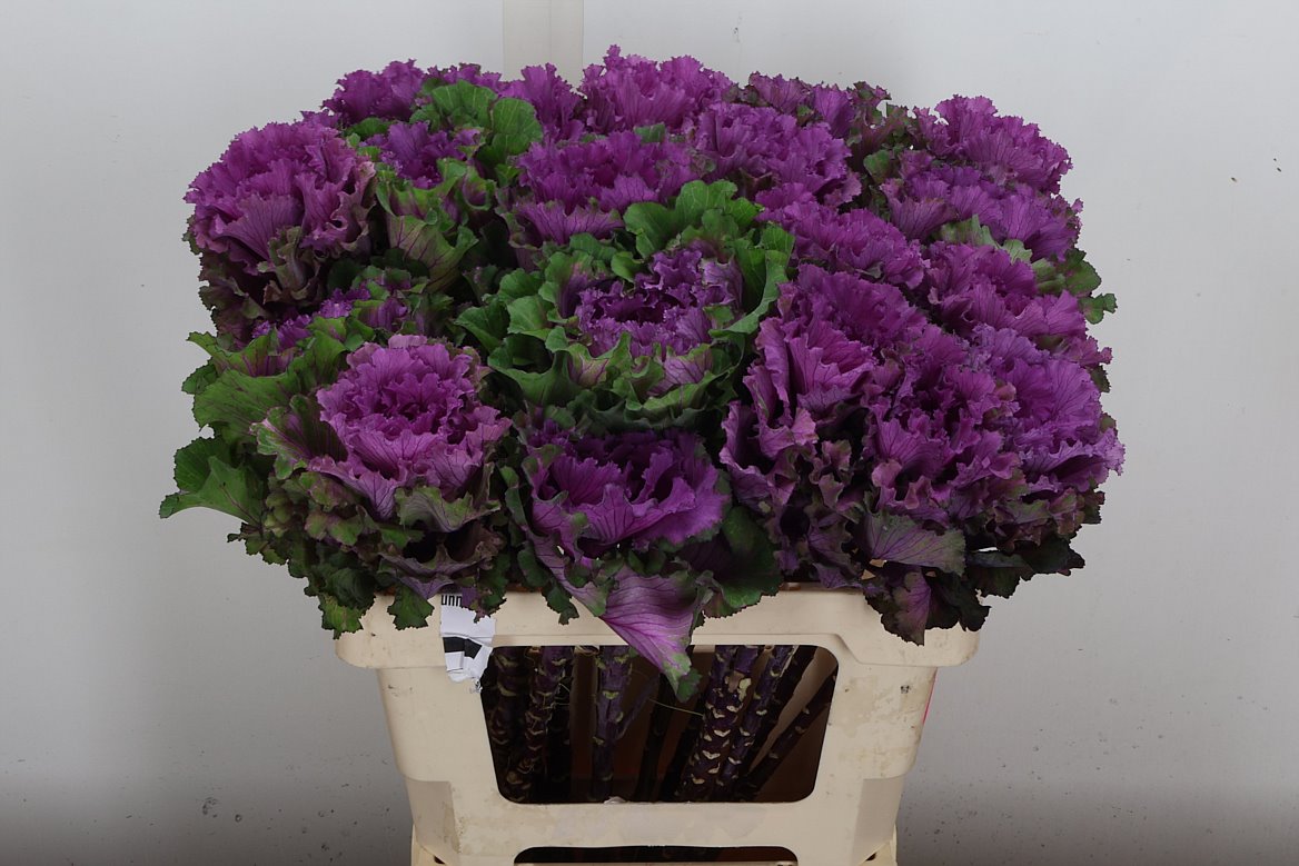 Brassica First Lady 60cm