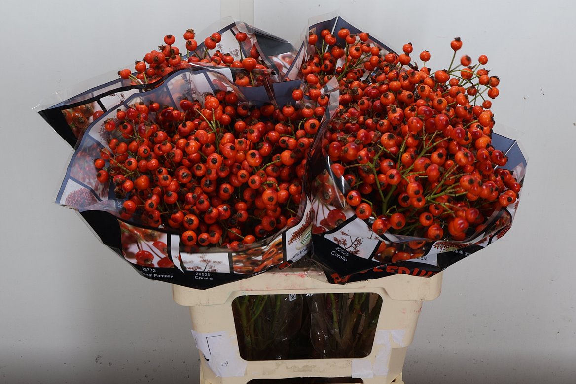 Rosa Hiphop Sunset 60cm