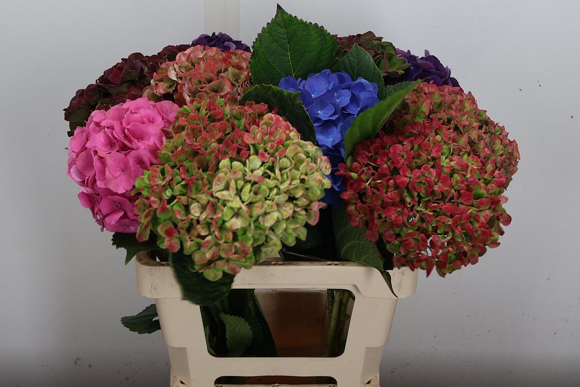 Hydrangea Mon Amour Classic 60cm 15-17cm Hd