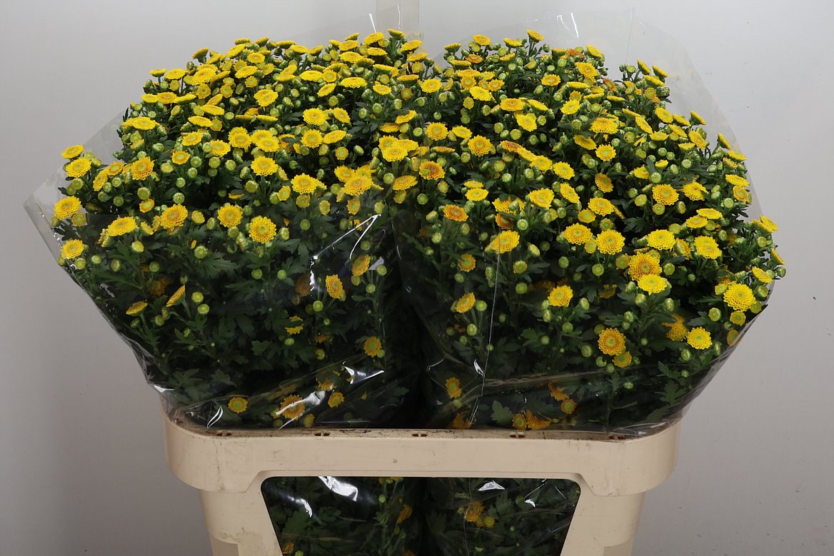 Chrysanth Santini Tammy 75cm