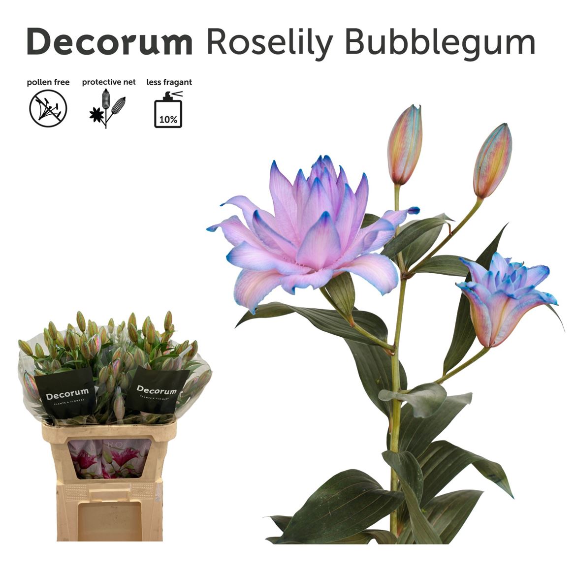 Li Or Du Rl G Klb H% 85cm 3/5bl