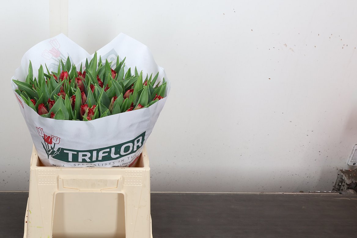 Tulip Frilled Indiana 35cm 35gr.