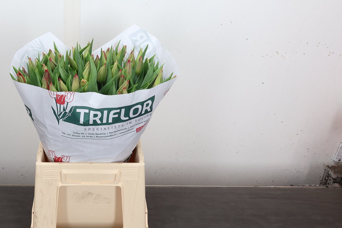 Tulip Single Strong Love 40cm 40gr.