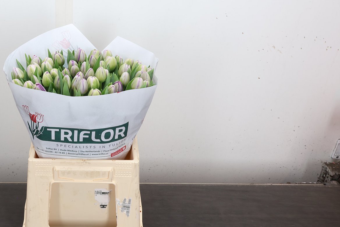 Tulip Double Saigon Double 40cm 45gr.
